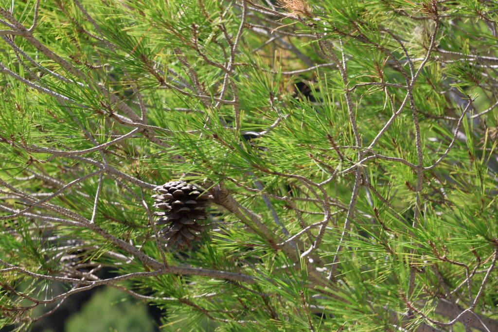 A pine cone. Wind was blowing, it was hard to focus.
