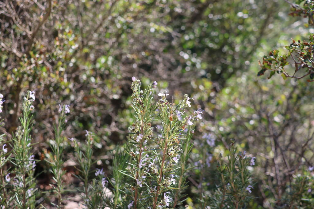 Is this wild rosemary?