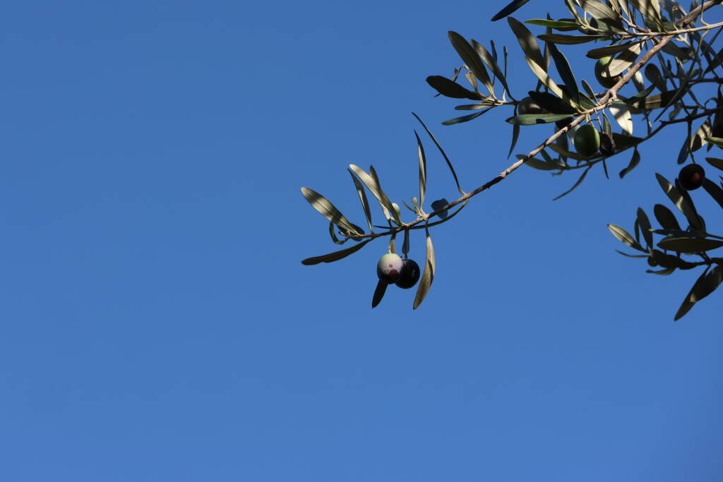 Olives, slowly ripening.