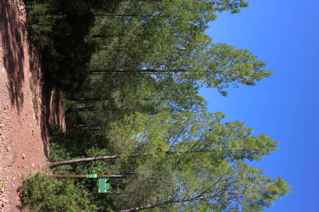 Just a footpath through a forest. Nothing to see here.