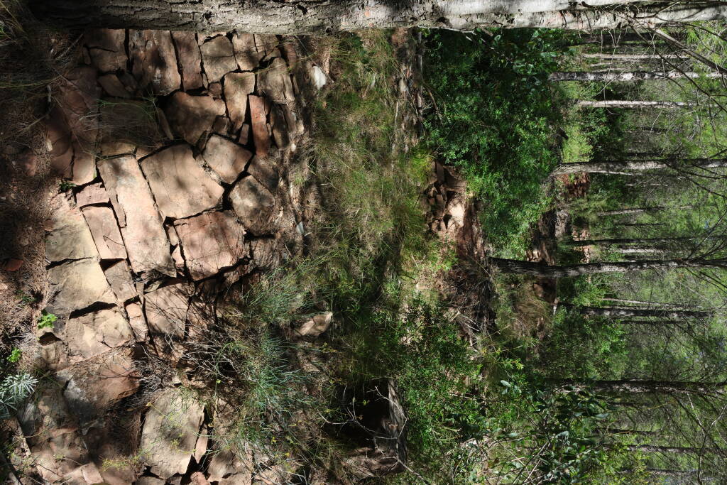 Walls in the forest are keeping the slope from landsliding.