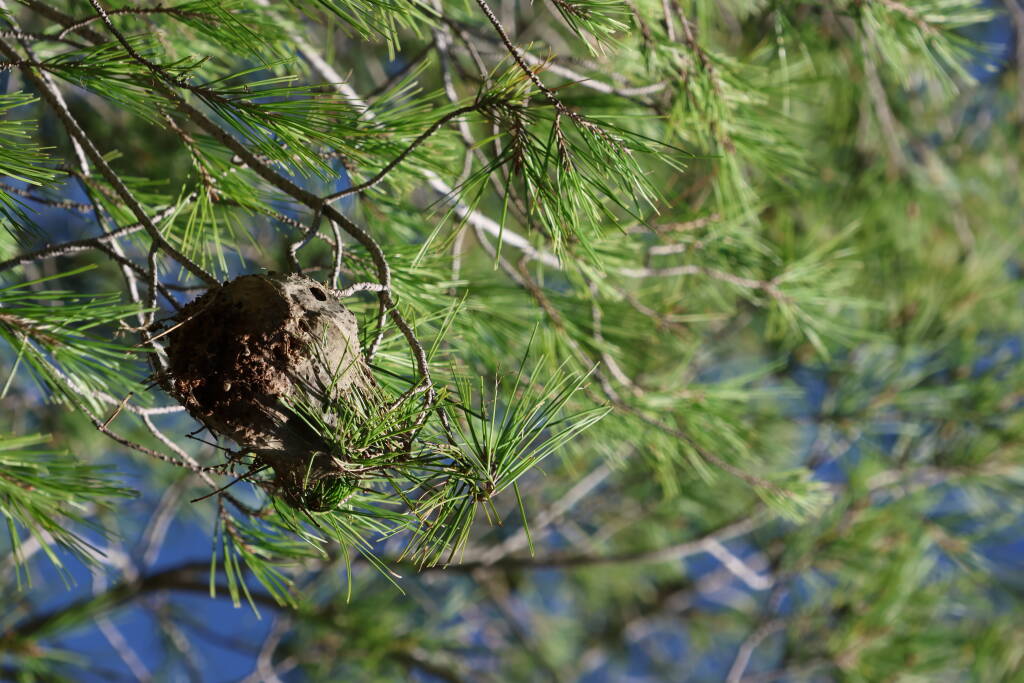 Looks like a bird nest but it's very little.