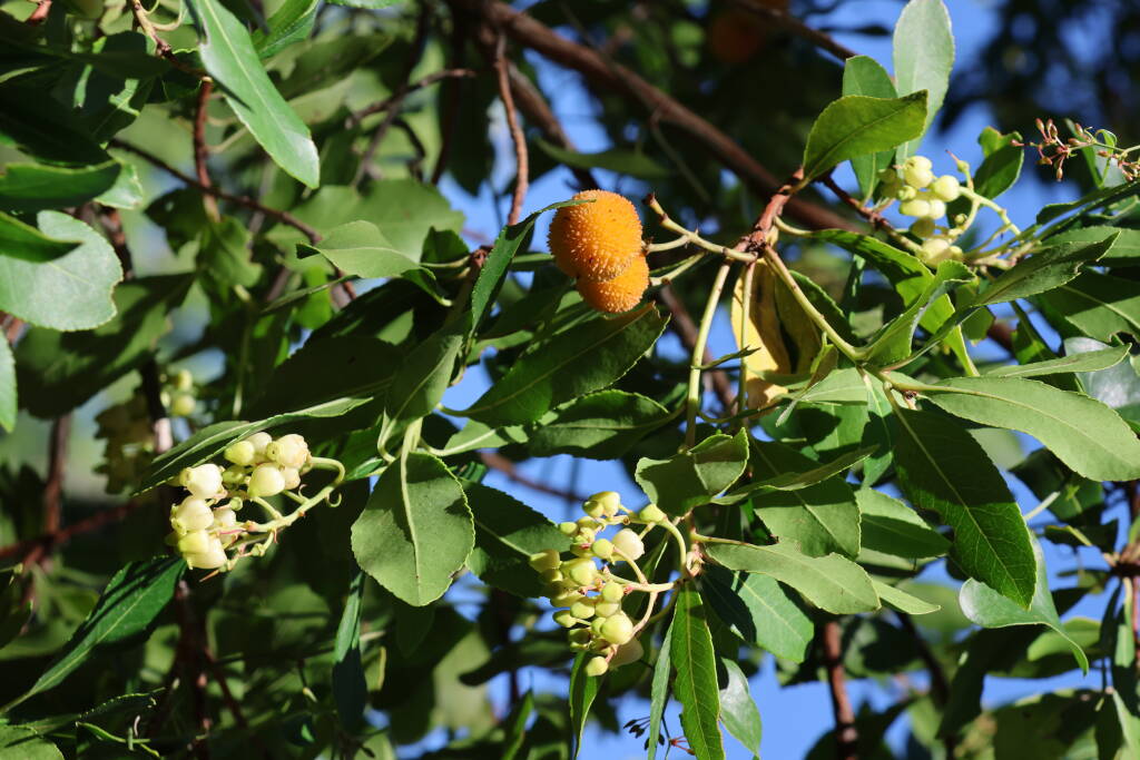 Strawberry tree. Nom nom!