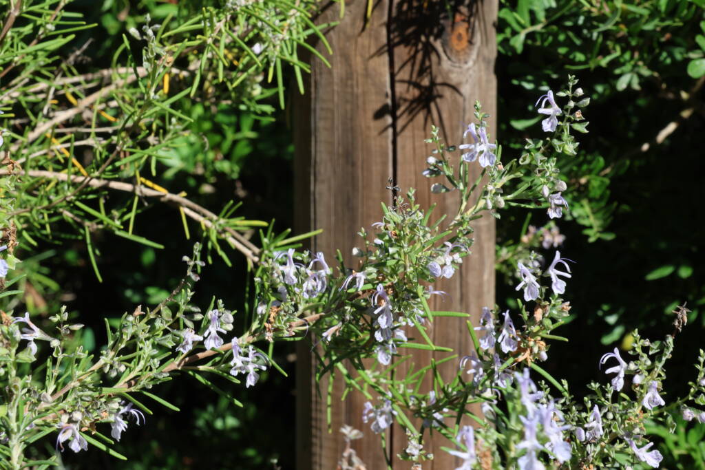 Wild rosemary was everywhere