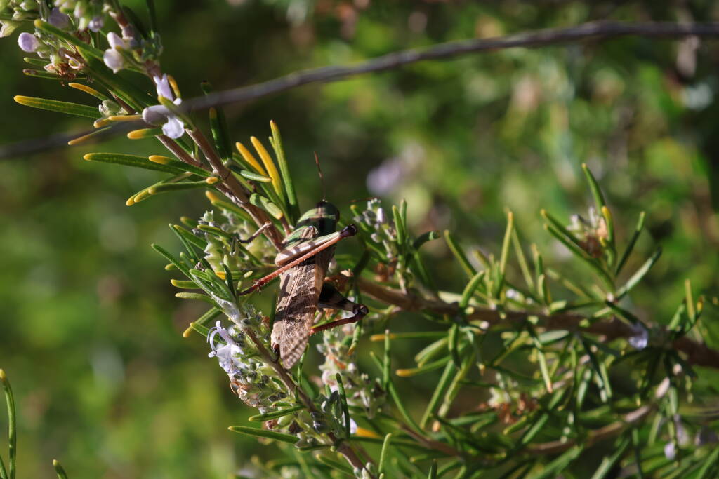 A grasshopper, 5 cm in length.