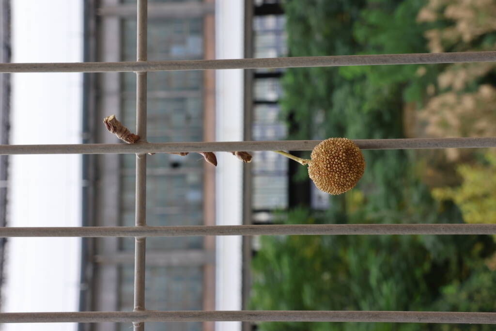 Platanus fruit stuck in a fence.