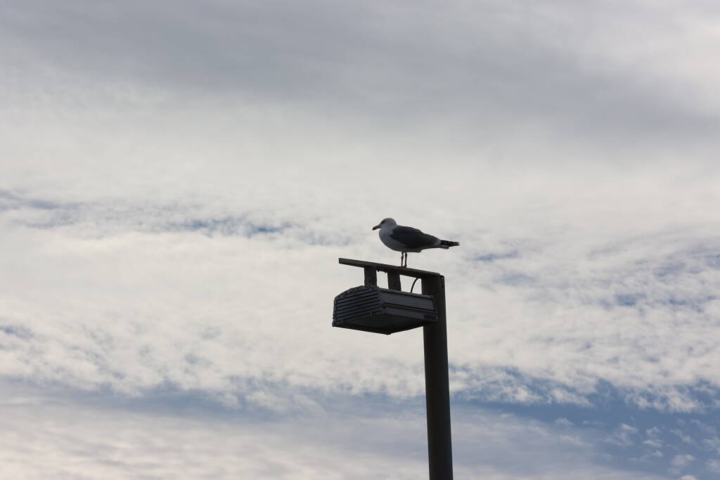 The seagull also thinks differently.