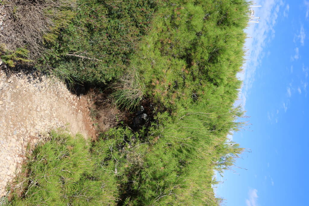 The path went literally through a bush.