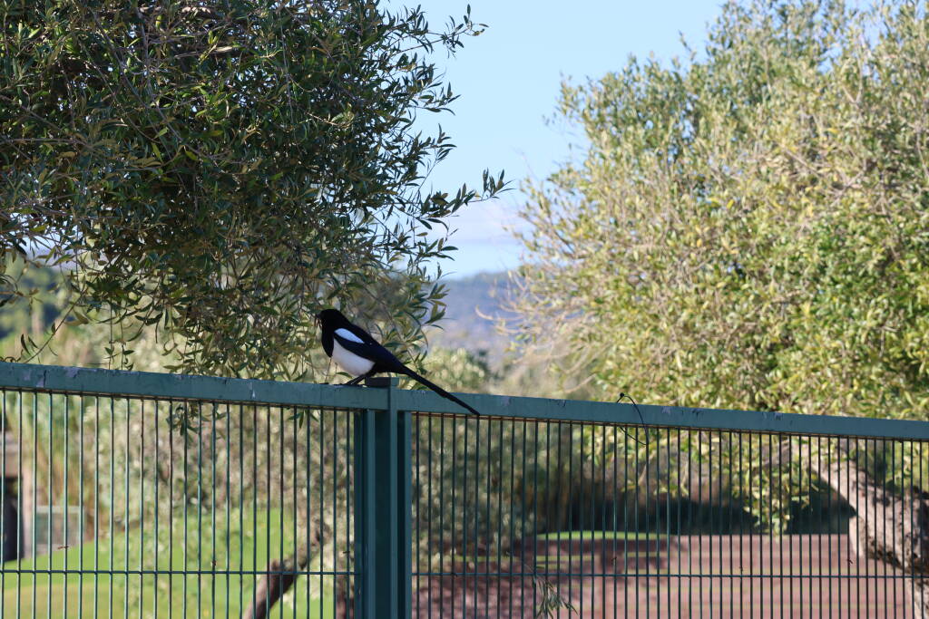 … what could I want more? A magpie!
