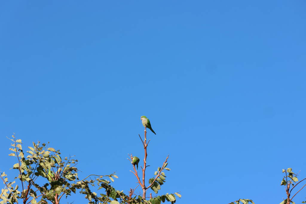… and parrots, specifically probably the monk parrot.