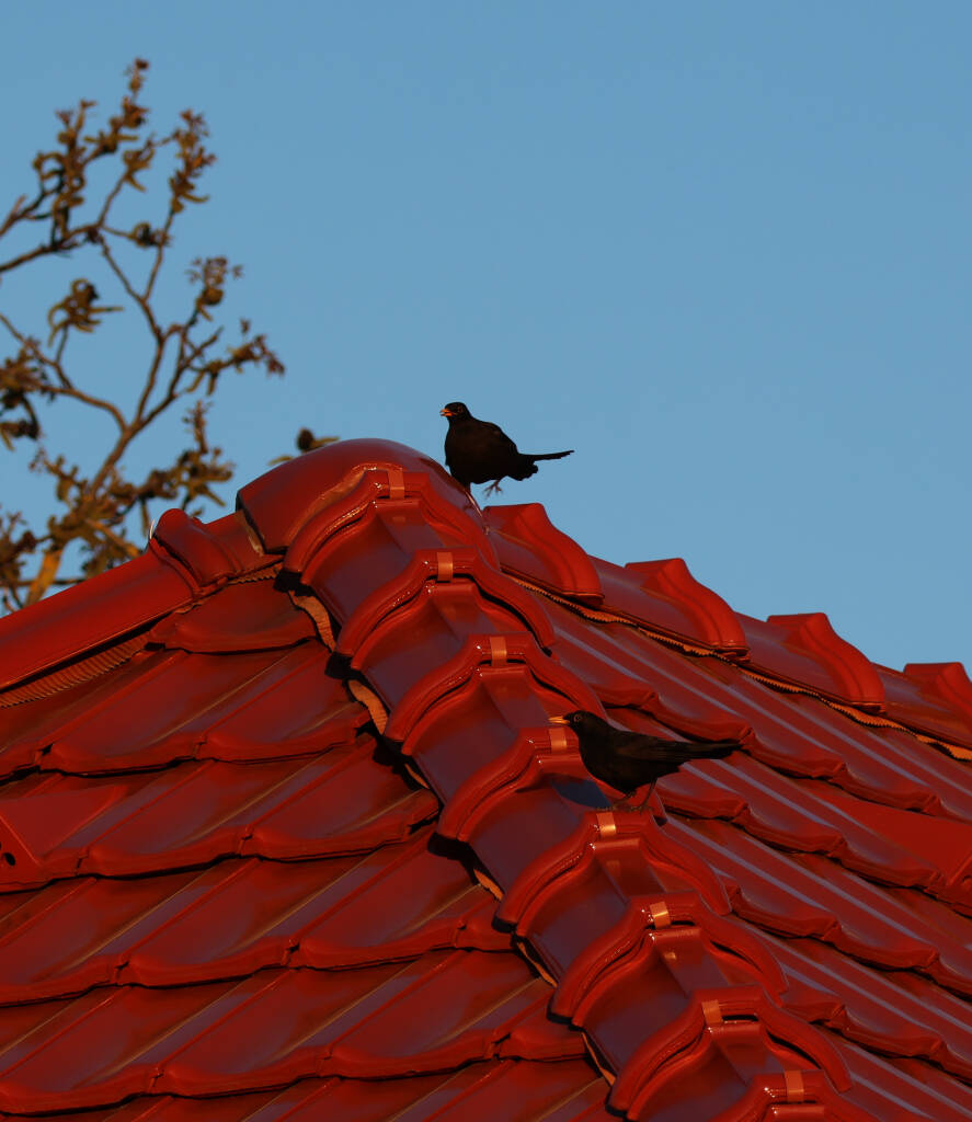 Two common blackbirds on neighbor roof