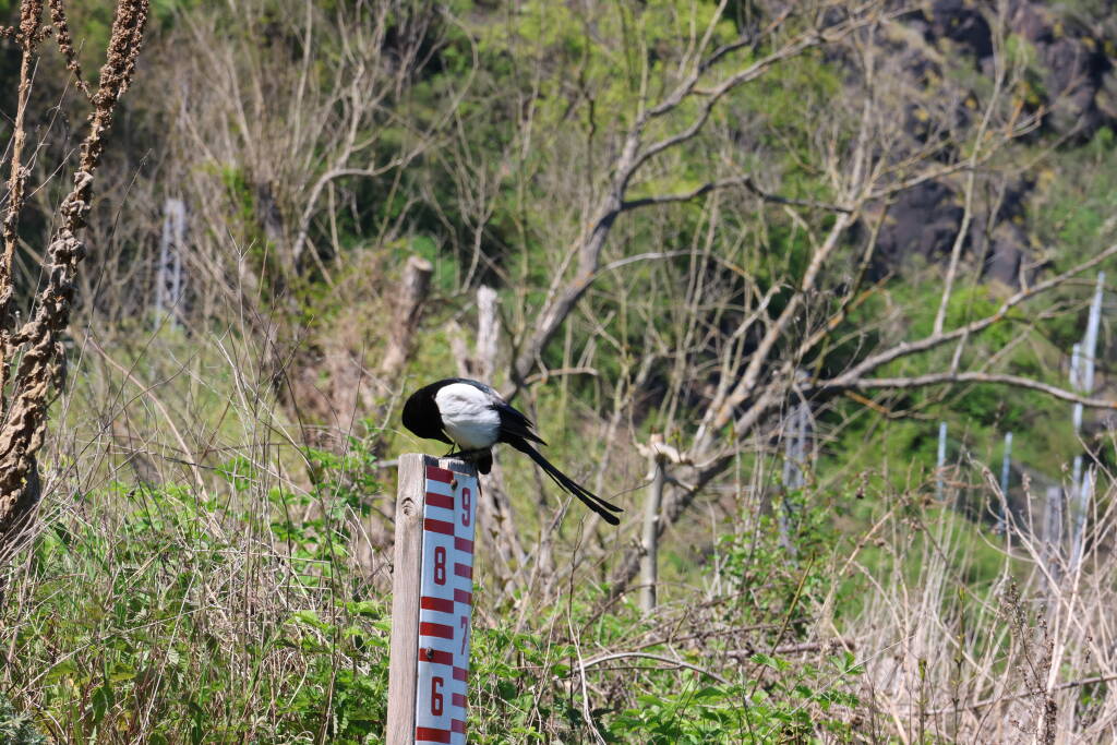 A magpie (pica pica) at Vltava banks.