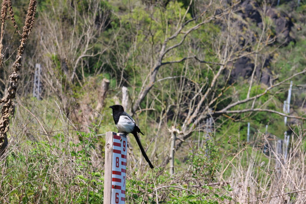 The same magpie