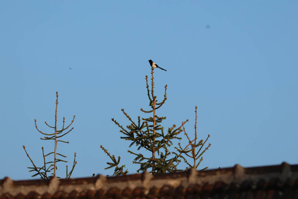 A magpie (pica pica) atop a tree.