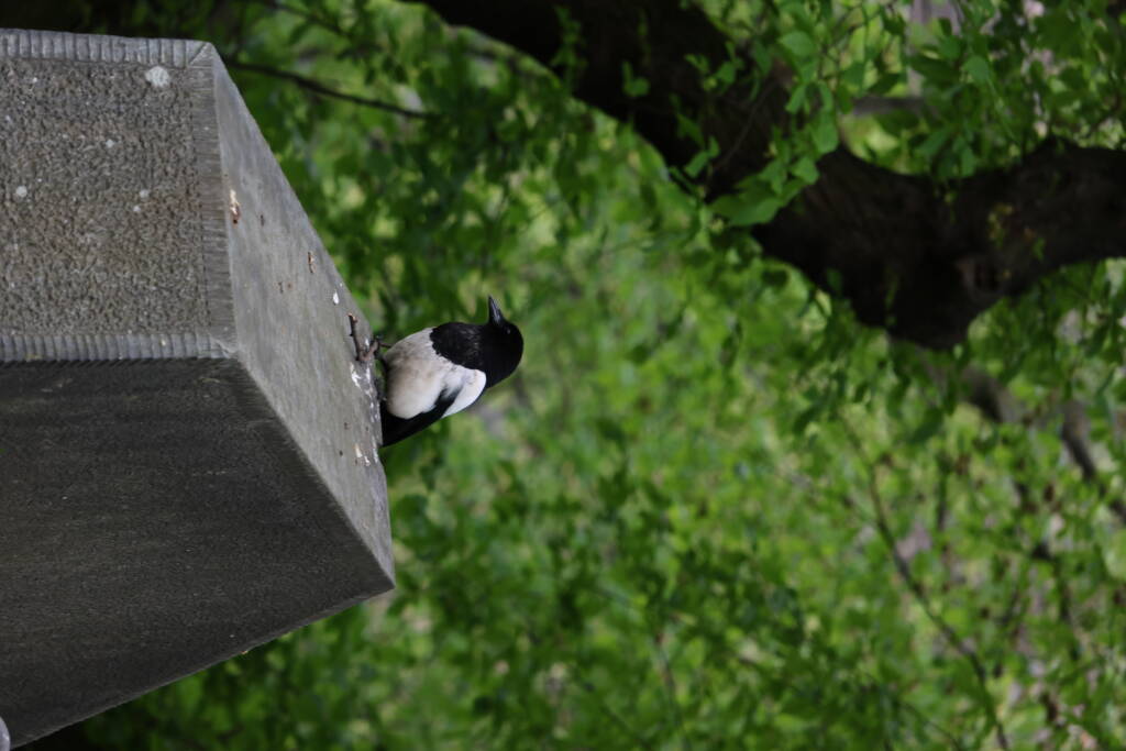 A magpie, posing for a photo.