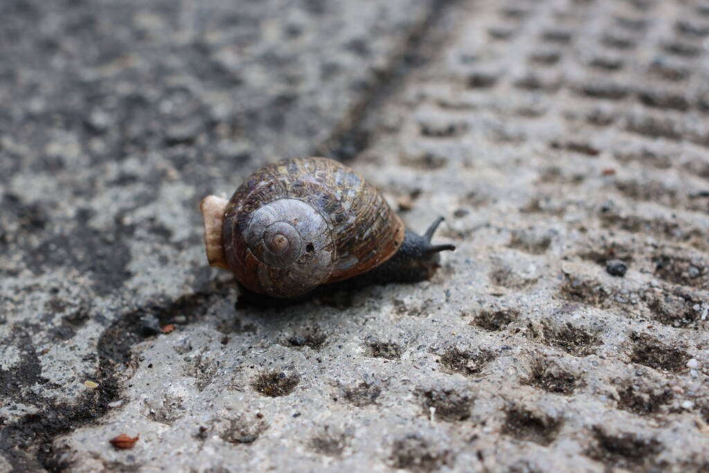Almost stomped on the snail.