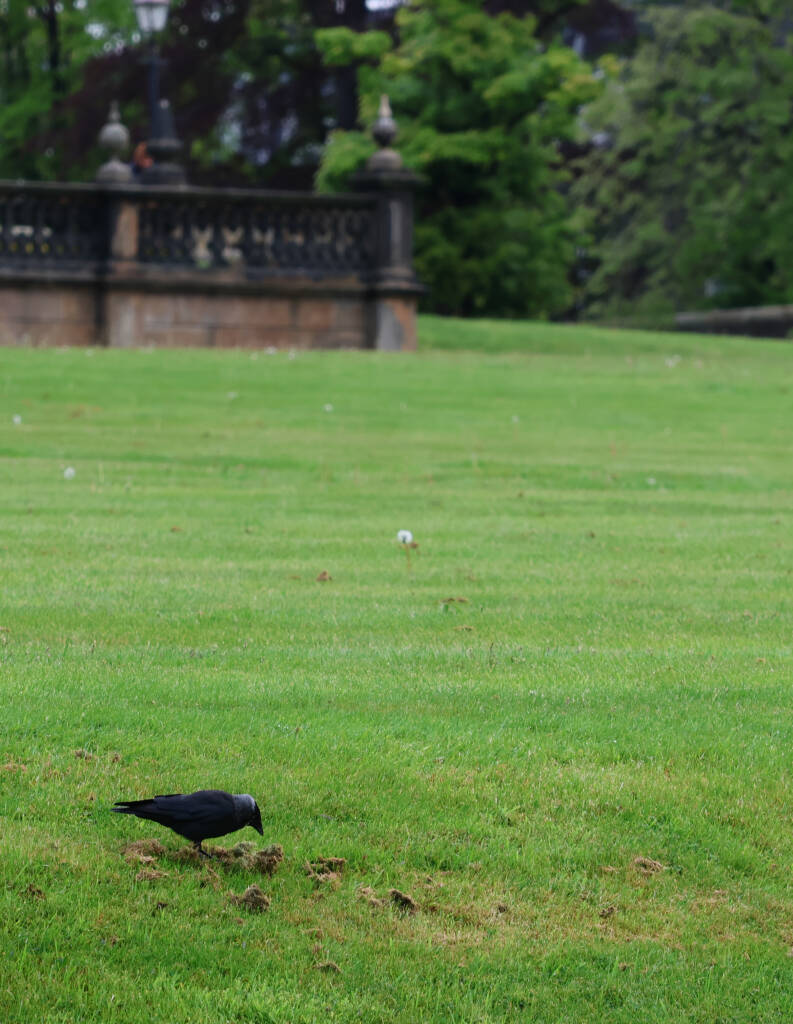 The ravens don't care.