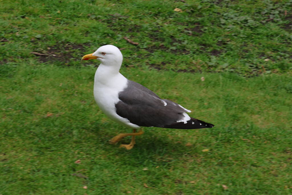 The seagull hates me.