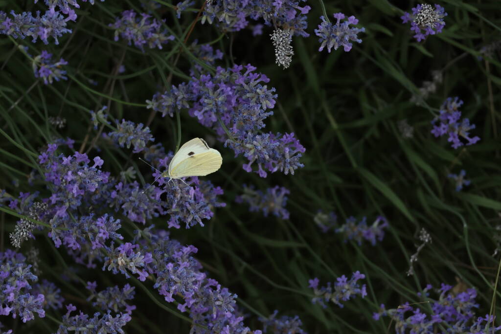 Bělásek zelný / Large white butterfly / Pieris brassicae