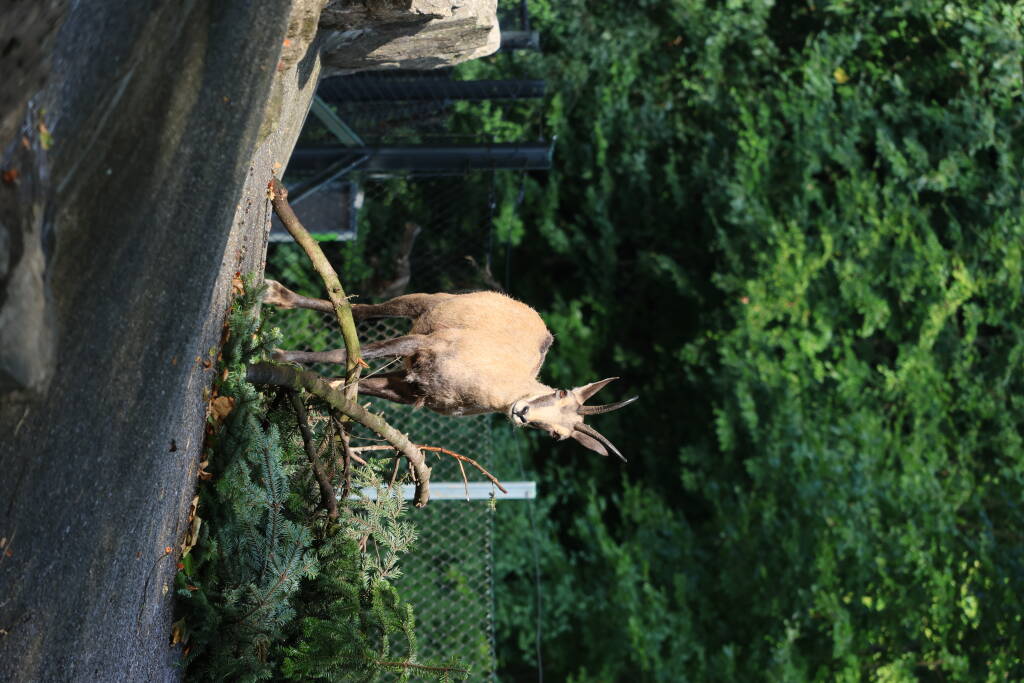 The goat standed still.