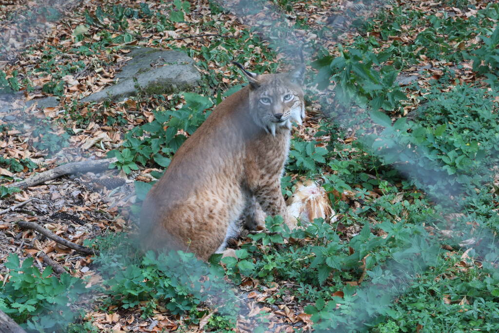 Lynx: I have dinner and you don't!