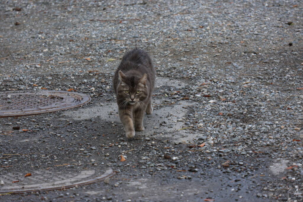 A domesticated cat, stray.