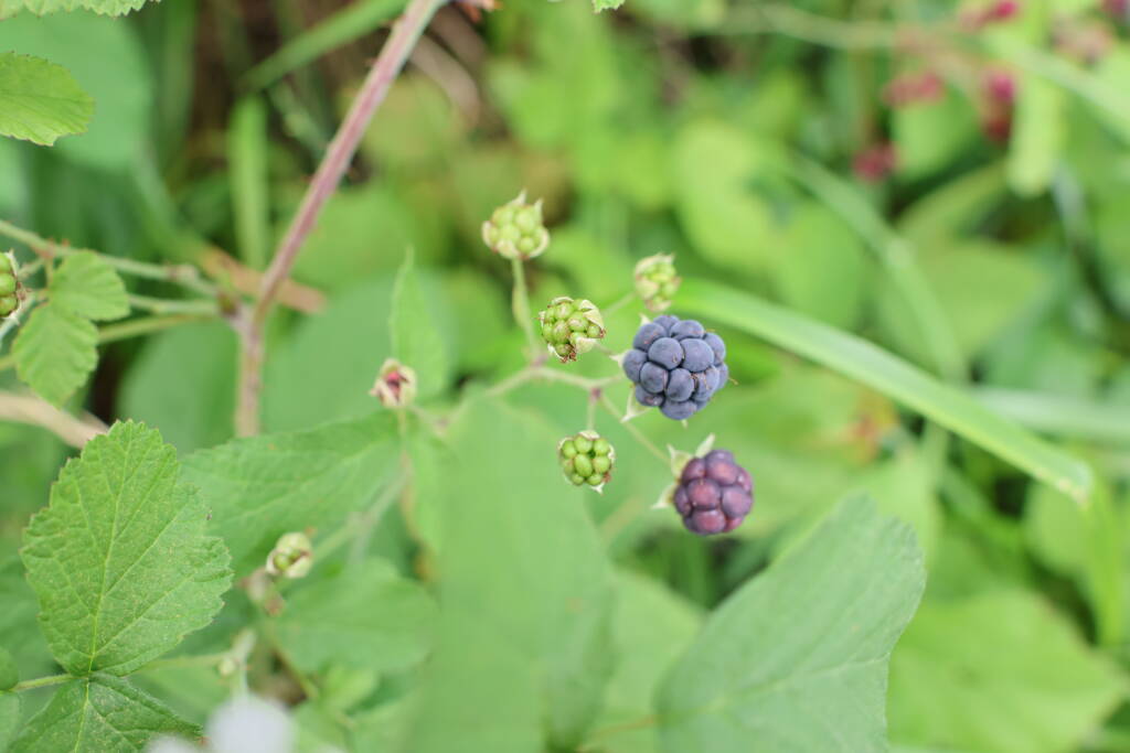 Blackberries on the hillside.