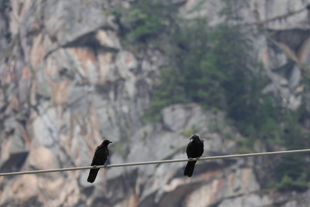 There were two ravens, they sat on a wire …