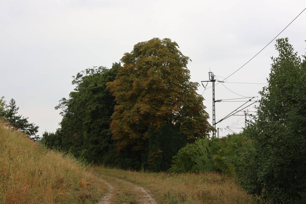 There is only a footpath here, instead of a branch.