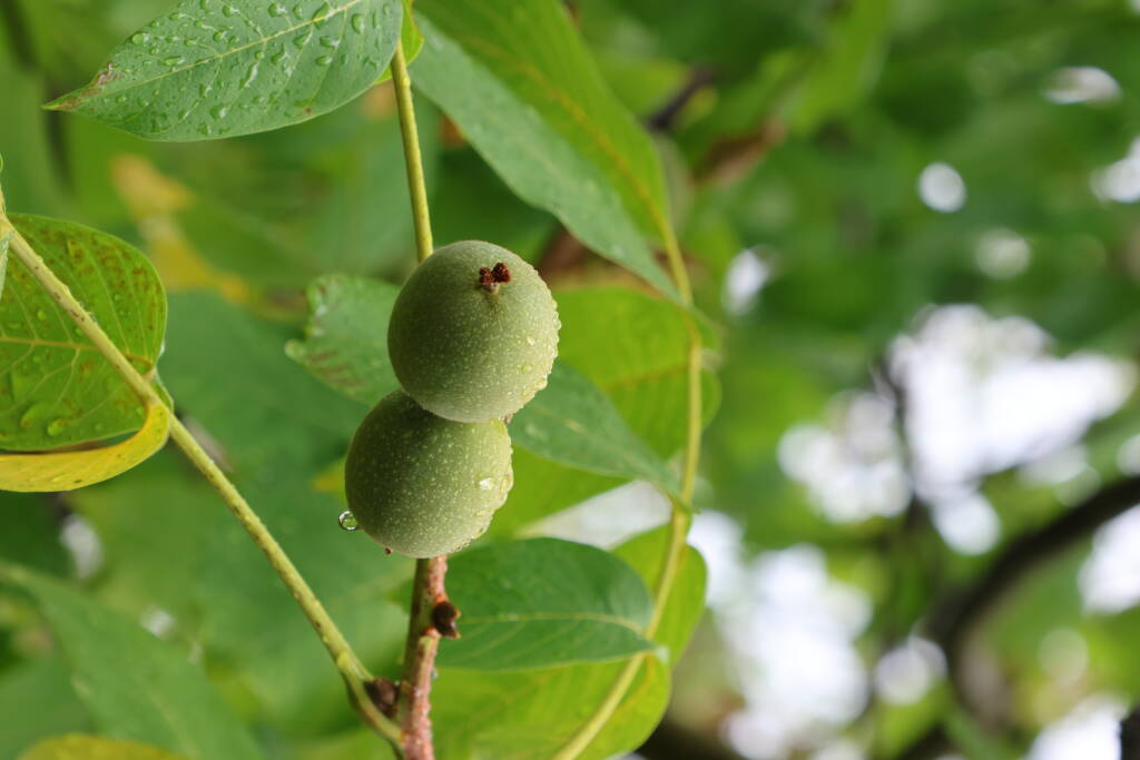 Ripening walnuts. Inbetween rains.