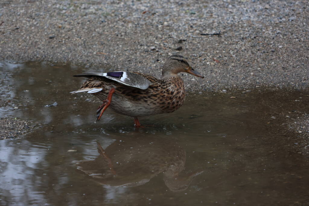 Duck in an olympic puddle.