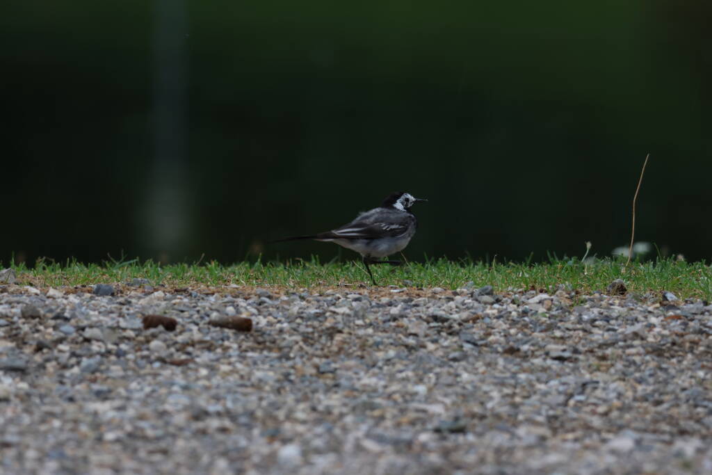 White wagtail on an olympic lawn.
