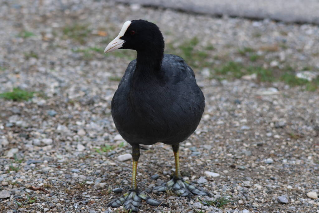 Eurasian coot on olympic gravel.