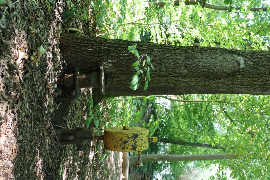 A switch ingrown in a tree.