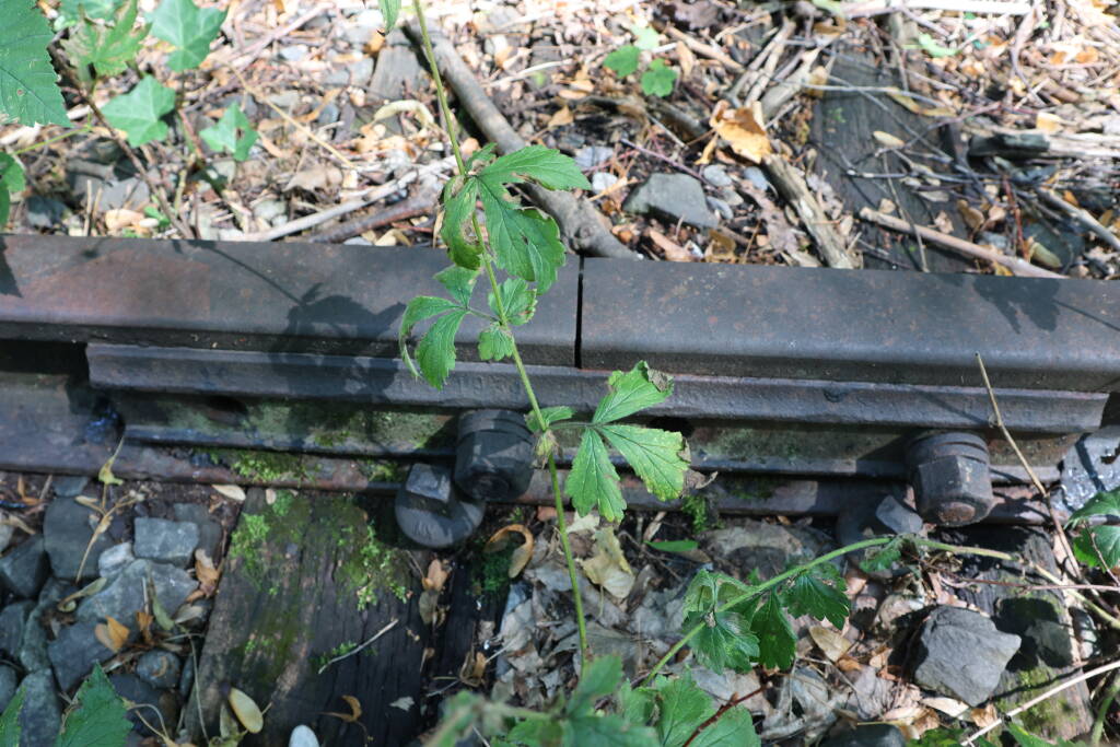 To my surprise, all screws and other parts are still there. Only the sleepers are thoroughly rotten, of course.