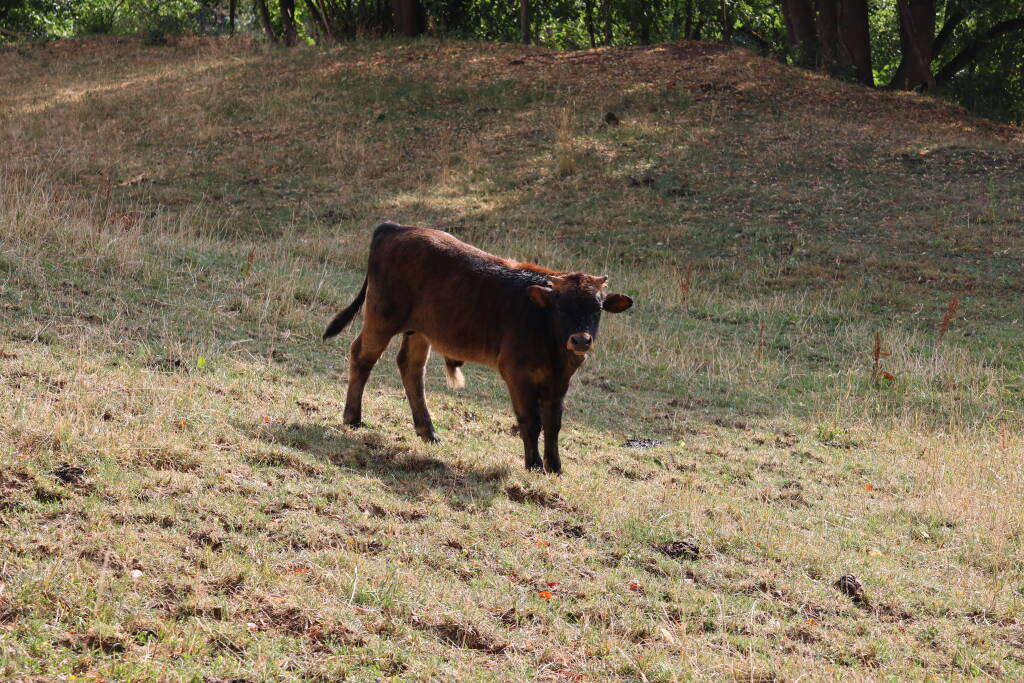 A small bull.