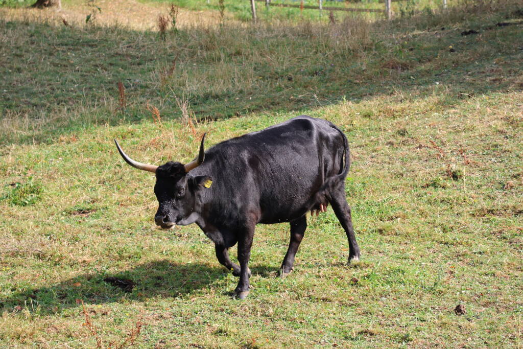 A horny cow.