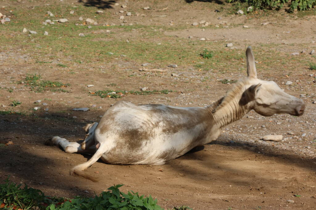 The donkey needed to cover itself by dust.