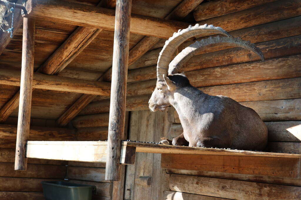 This goat has really long horns.