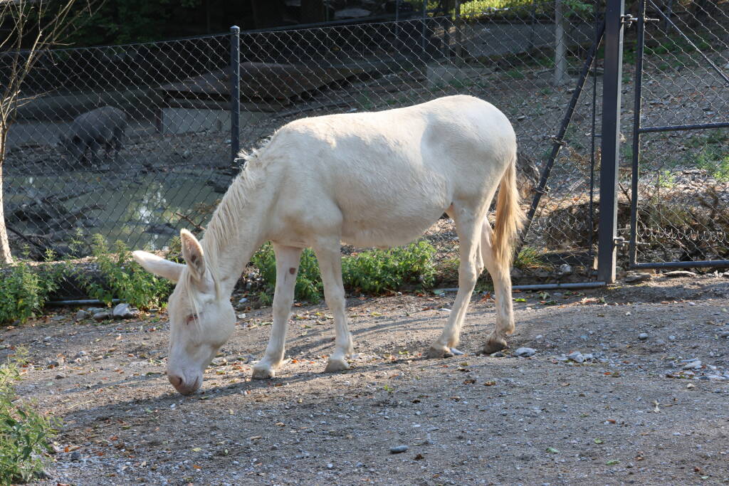 This is how a clean donkey looks like.