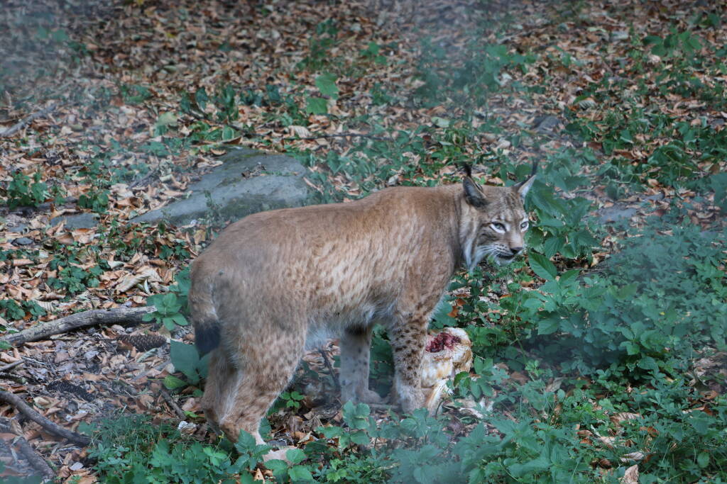Go away, i'm eating.
