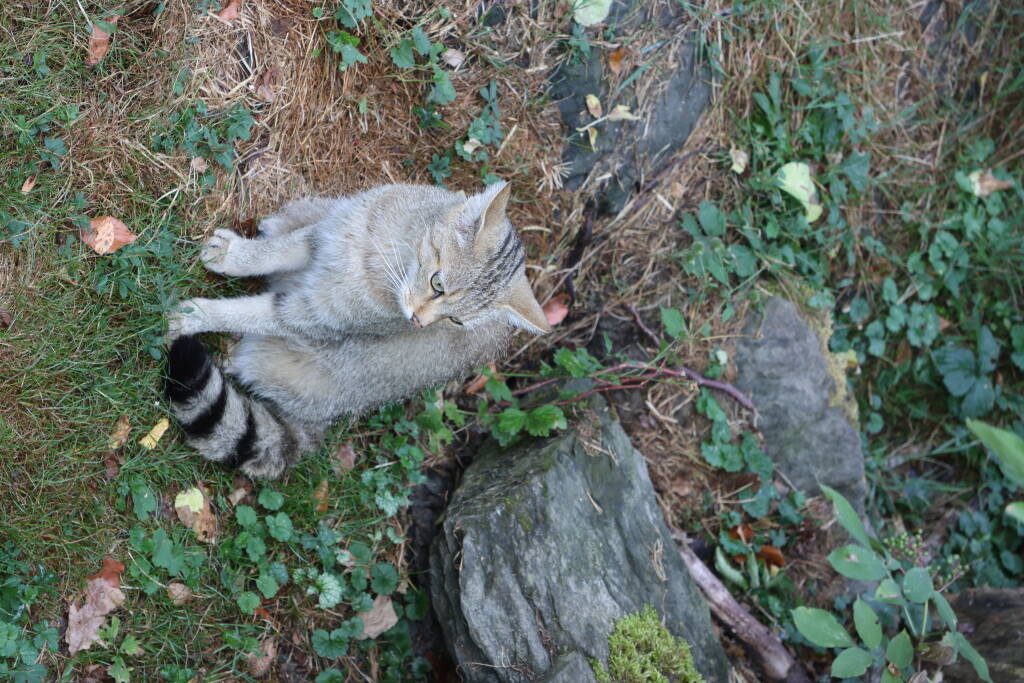 A wild cat, quite tame.