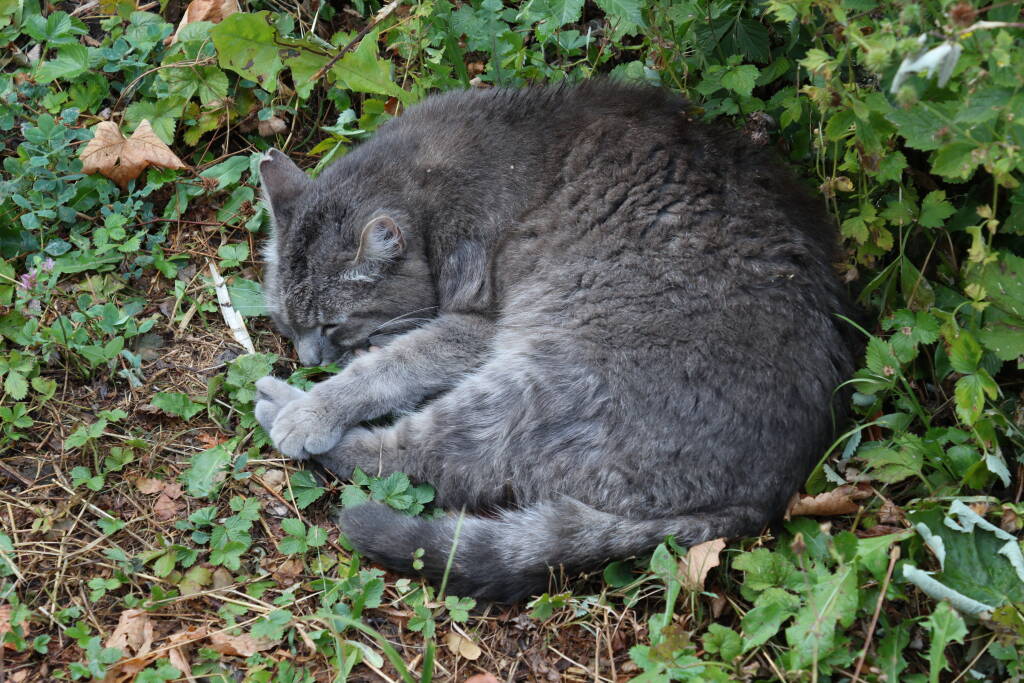 The cat was cuddly but later curled up and slept in the grass.