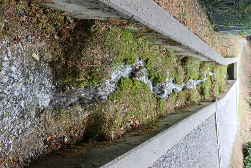 A stream by a path, regulated but still natural.