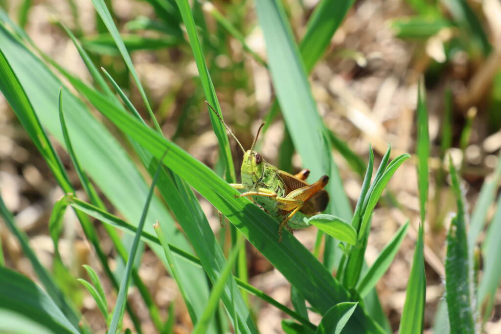 Cricket and grass.