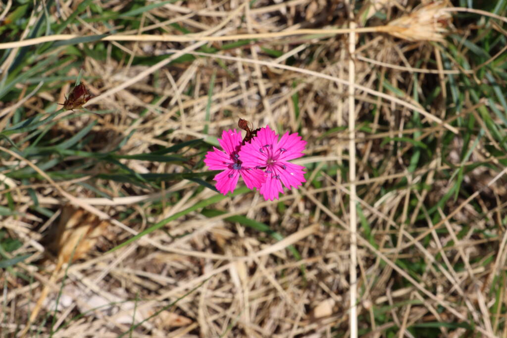 I have no idea what this flower is but Plantnet claims it to be Carthusian pink.