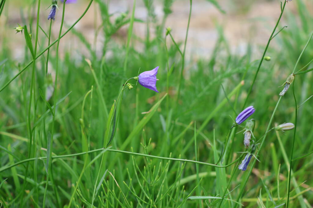 Bellflower.