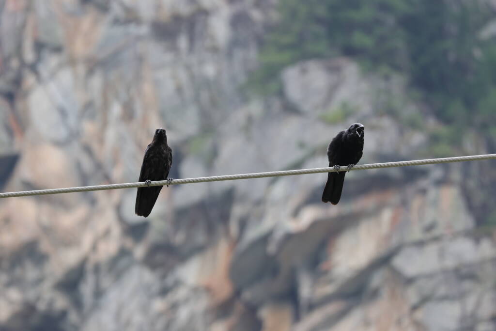 … where shall we our breakfast take?