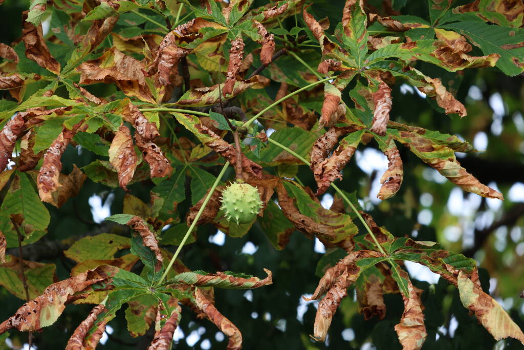 Horse chestnuts are almost ripe.
