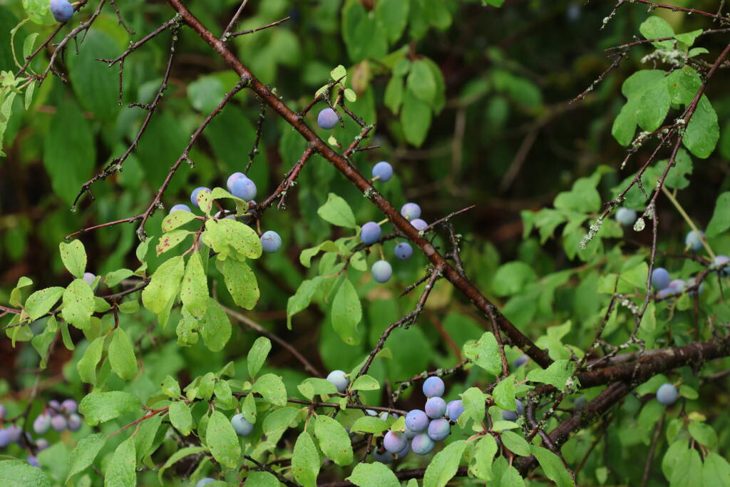 Blackthorn, unripe. But there was a ripe one just nearby.